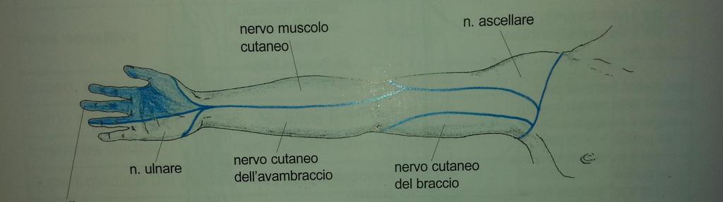 S. del Legamento di Struthers