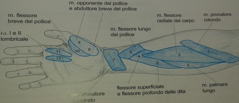 sensitivo-motoria riferibile a