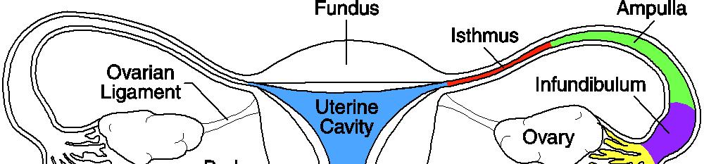 Utero e rapporti parte sopra vaginale