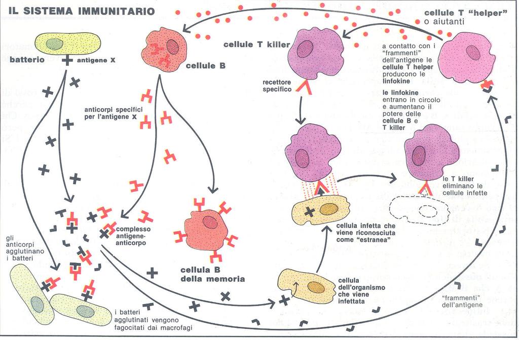 rappresentazione schematica della sequenza di attivazione del sistema immunitario nei confronti di un aggressore che, attraverso il