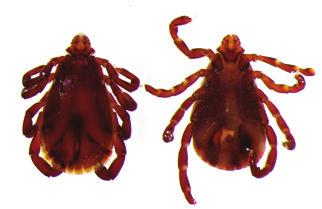Rhipicephalus sanguineus 3c. Dermacentor marginatus 3d. Hyalomma marginatum Come è fatta una zecca?