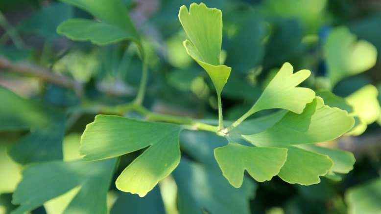 GINKGO BILOBA E una pianta secolare di origine cinese Gli estratti delle foglie sono usati