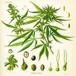 Progetto pilota per la produzione nazionale di sostanze e preparazioni di origine vegetale a base di cannabis Sistemi di monitoraggio delle prescrizioni e delle sospette reazioni avverse Il 9
