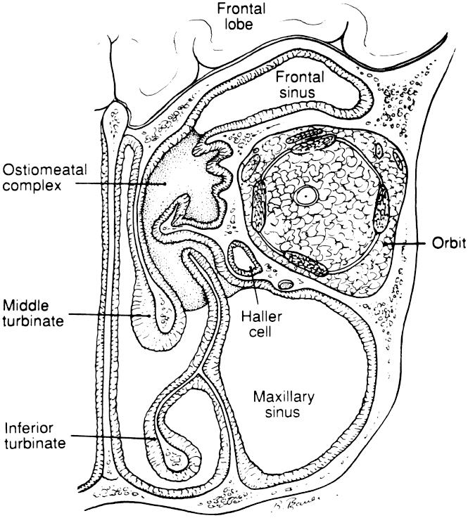 Fisio-patologia delle flogosi