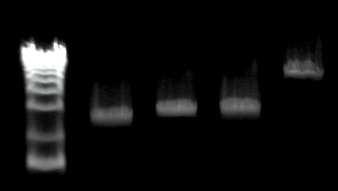 (A) HLA-A HLA-C HLA-B HLA-DRB1 HLA-DQB1 (B) HLA-DPB1 HLA- M A C B DRB1 DQB1 DPB1 Locus length (bp) HLA-A 3,398 HLA-C 4,296 HLA-B 4,440 HLA-DRB1 11,899 HLA-DQB1 7,118 HLA-DPB1 13,605 Figure S1: PCR