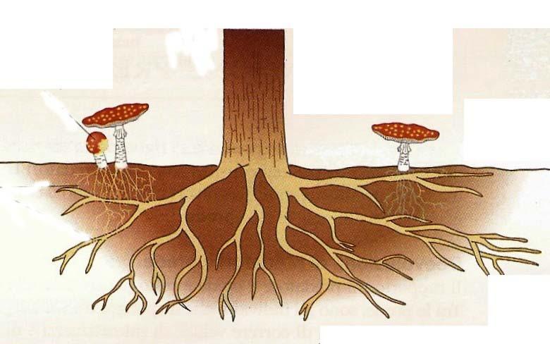 6) Osservi l immagine e risponda alle domande. [12] Le micorrize sono associazioni simbiotiche tra radici di piante e funghi.