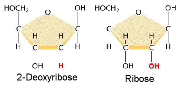 Nucleosidi & Nucleotidi Un Nucleoside è una molecola costituita da una base azotata legata ad uno zucchero con 5 atomi di carbono.