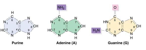 Le purine hanno due anelli, uno di 5 e l altro di 6 atomi di collegati. Le pirimidine hanno un anello di 6 atomi. http://www.
