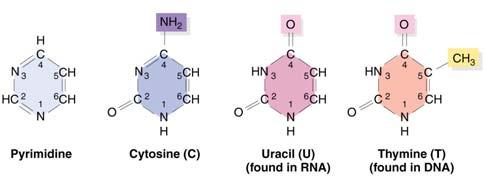 com/basic components nucleic acids purines pyrimidines/ Basi azotate presenti negli acidi nucleici Negli acidi nucleici e nei