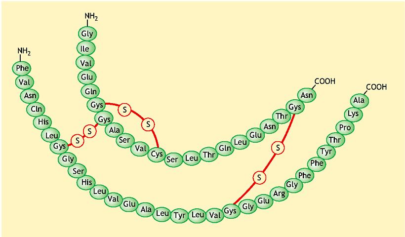 PROTEINE La caratteristica che definisce le proteine è che esse sono polipeptidi con una specifica sequenza di a.a. Fredrick Sanger è stato il primo a determinare, nel 1953, la sequenza completa di una proteina, l ormone insulina.