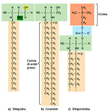 La sfingomilelina è un