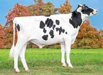 067 kg latte e +65 kg proteine. Taglia media con arti e mammelle sbalorditive: +3,30 ICM e oltre il +4,00 arti e piedi.