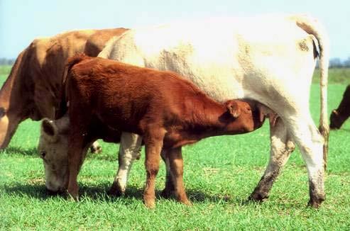 La stabulazione delle razze bovine da carne