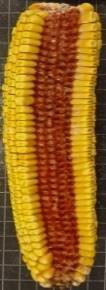 Pop-corn 0 Ibridi con granella Vitrea