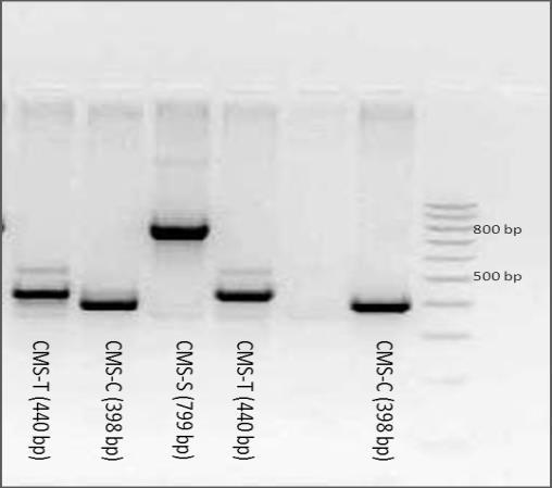 analisi elettroforetica analisi PCR per verificare il tipo di maschiosterilità presente