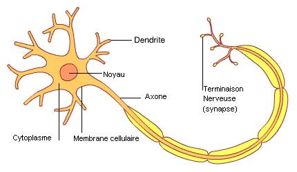 Neurone for dummies Un neurone genera un impulso elettrico (di uguale intensità per tutti i neuroni) che si propaga lungo l'assone (output) quando la sua attività elettrica supera un valore di soglia.