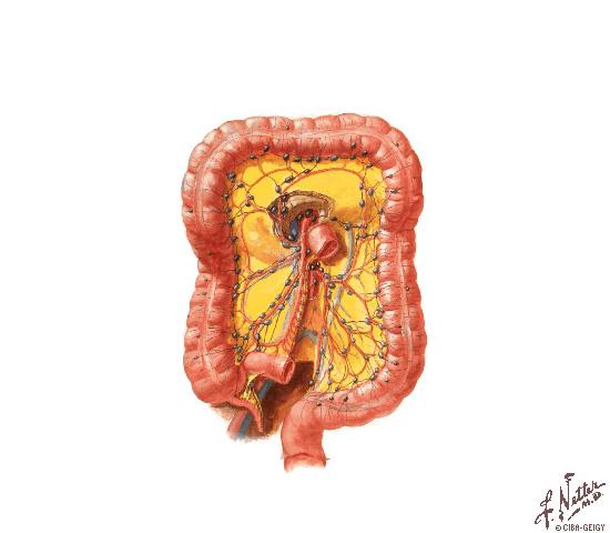 Distribuzione k lungo grosso intestino Trasverso 12% Colon dx 15-20%