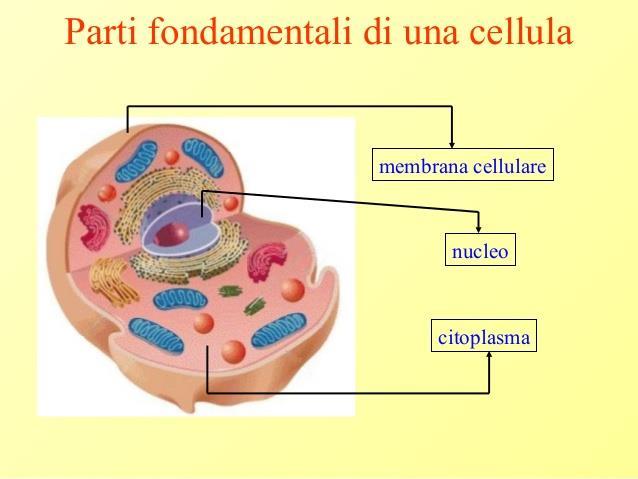 La Cellula è l unità fondamentale della materia vivente.