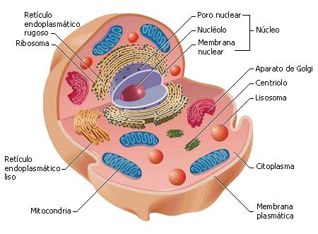 La cellula Eucariote e le sue strutture specifiche: 1. Membrana cellulare 2. Citoplasma 3.