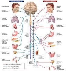 FUNZIONALEMTE Sistema Nervoso Autonomo