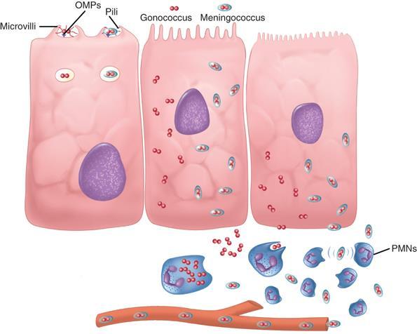 gonhorreae: endocitosi epiteliale e liberazione nella sottomucosa