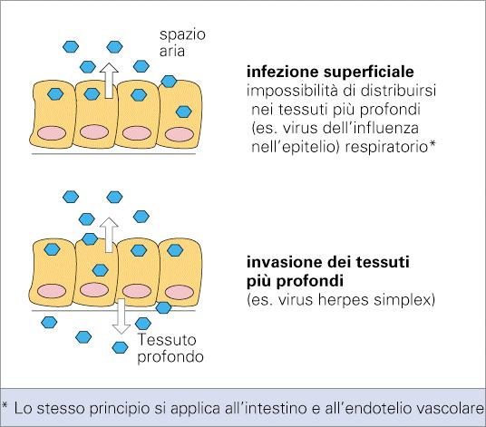 Il processo patogenetico DIFFUSIONE DELL INFEZIONE Una volta invasi i tessuti dell ospite, il microrganismo spesso rimane circoscritto al sito di ingresso (infezione localizzata).
