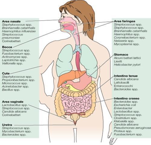 Rapporto ospite-parassita Flora microbica «normale» Il corpo umano presenta caratteristiche chimico-fisiche (es.