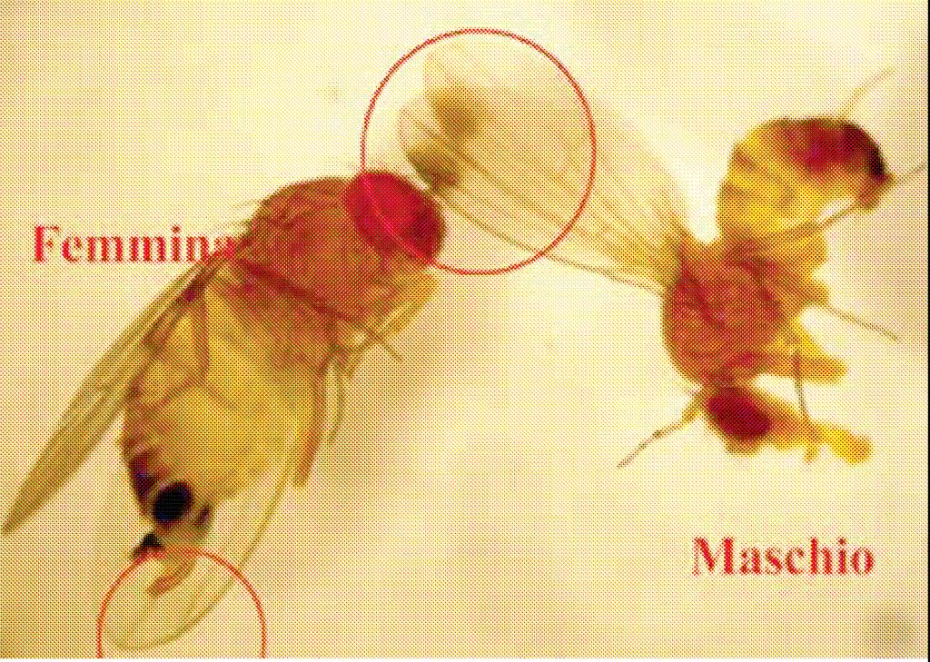 Si ricorda comunque che dal 2011 nelle nostre zone è giunta Drosophila suzukii, moscerino della frutta del tutto simile alla Drosophila locale, ma con la maggiore capacità di perforare la buccia.