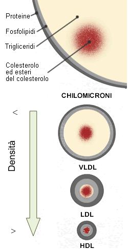 Le lipoproteine mantengono i lipidi in soluzione nel plasma e li veicolano da un tessuto all altro (interno idrofobico (trigliceridi e esteri colesterolo) esterno idrofilico I chilomicroni si formano
