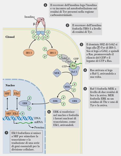 La stimolazione del recettore porta ad una cascata di fosforilazioni di proteine L insulina oltre a regolare l attività di enzimi regola l espressione genica, tramite
