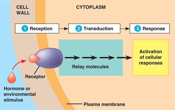 La trasduzione del segnale Capacità di ricevere e rispondere a segnali esterni alla membrana è un processo fondamentale per la vita.