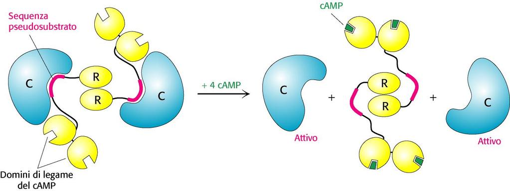 L AMP ciclico attiva la proteina chinasi A (PKA) alterandone la struttura quaternaria Esempio di integrazione tra controllo allosterico e fosforilazione.