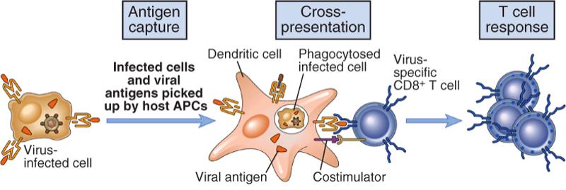 Attivazione cellule T CD8 + Cross-presentazione: DC