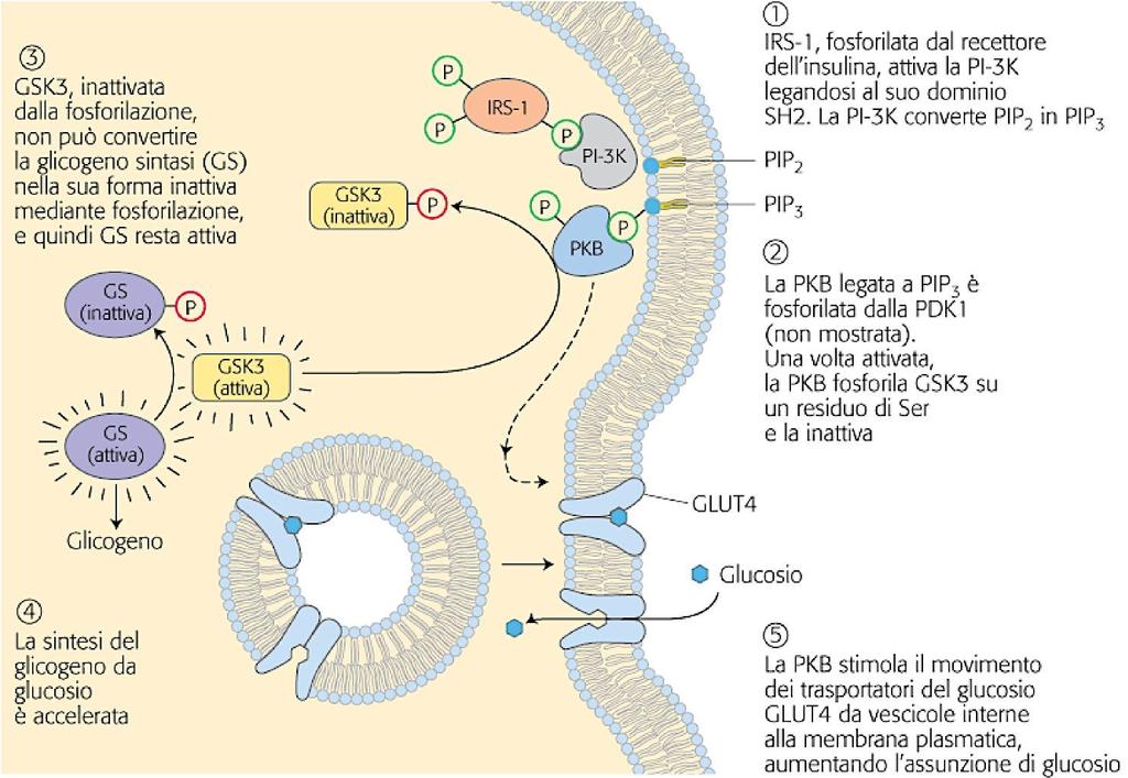 Recettore insulina: Attivazione della glicogeno sintasi tramite la PKB