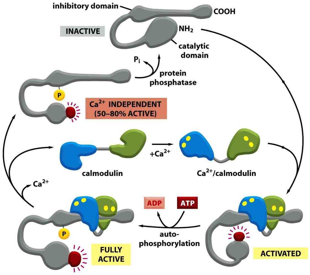 Figure 15-44 Molecular Biology of