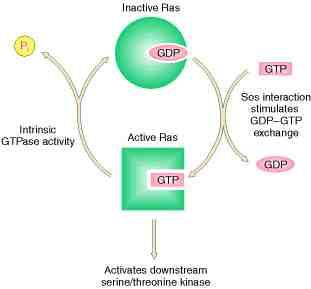 Ras: proteina G monomerica Disattivazione Attivazione G-protein Activating rotein GA GEF Guanine Exchange Factor roteine GA (RasGA) sono
