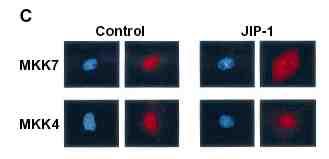 1998 JI1 enhances the activation of JNK by MKK7 and