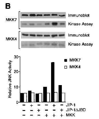 Overexpression of JI1 inhibits JNK traslocation to