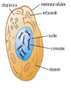 Caratteristiche del danno stocastico (Basse dosi > 100 msv) Non presentano una dose soglia per la loro comparsa. Sono distribuiti casualmente nella popolazione esposta.