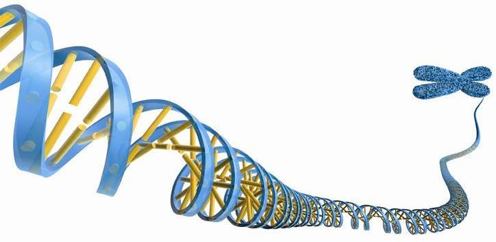 Le mutazioni Le ionizzazioni possono produrre mutazioni genetiche (alterazioni) nel DNA della singola cellula che possono portare: 1.