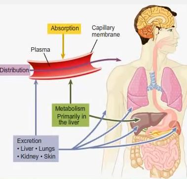 fattori ambientali che modificano la biotrasformazione dei farmaci Escrezione Elementi di farmacogenetica Fattori genetici alla base della variabilità