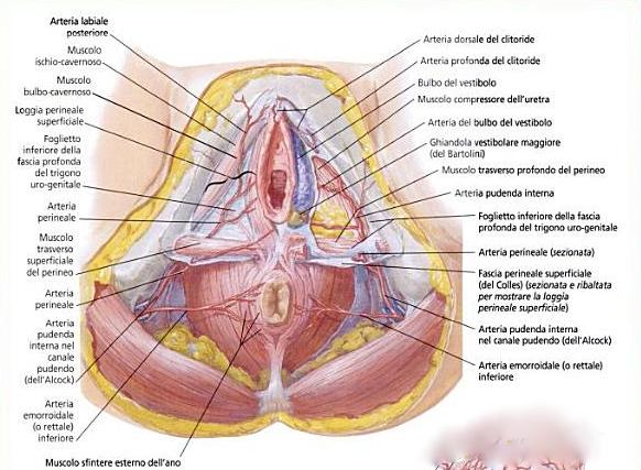 Vascolarizzazione del perineo Tecnica - Donna in posizione litotomica; - Disinfezione accurata dei genitali