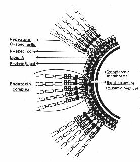 MODULINE MODULINE Lipopolisaccaride endotossina dei batteri Gram negativi Porine Effetti biologici del lipopolisaccaride ATTIVAZIONE DEL COMPLEMENTO (via classica e via