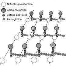 MODULINE Peptidoglicano costituente prevalente della parete cellulare dei batteri Gram positivi attivazione del complemento liberazione di IL-1 e di TNFα