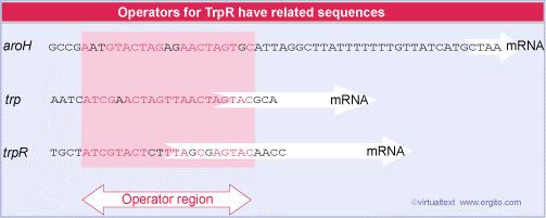 Lo stesso repressore può agire su più siti Il repressore lac agisce solo sull operatore del gruppo di geni laczya.