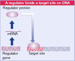 La regolazione della trascrizione Concetti di base Sequenze cis-agenti le sequenze cis-agenti non vengono convertite in nessuna altra forma, ma funzionano direttamente in situ nel DNA, e hanno