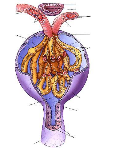 Tubulo Contorto Distale Macula Densa Glomerulo: Filtra il sangue Acqua, urea, glucosio e piccole proteine Arteriola Afferente Juxtaglomerulari Capsula di Bowman Juxtaglomerulari Muscolo liscio