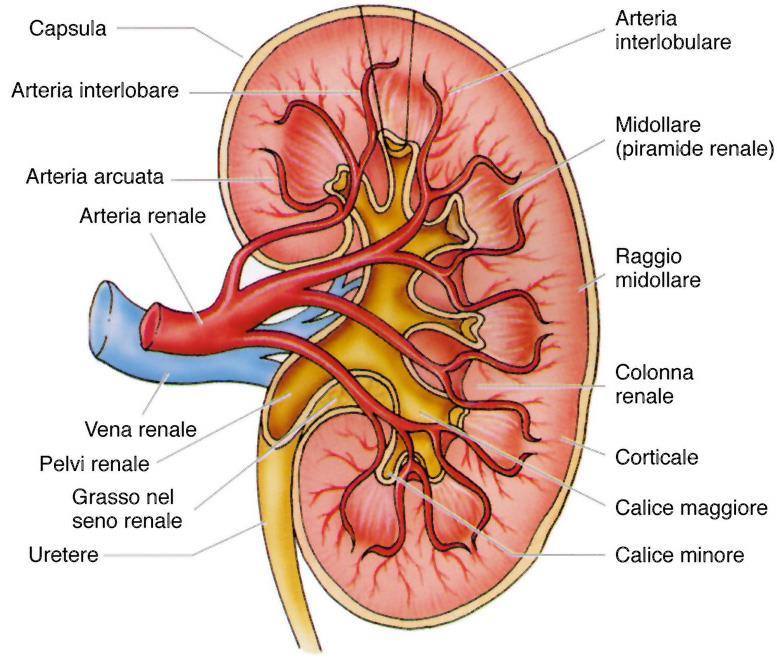 Al di sotto della capsula Si trova la corteccia renale, mentre, più internamente, la medulla o zona midollare, caratterizzata da 8-10 strutture coniche note come piramidi, la cui punta si