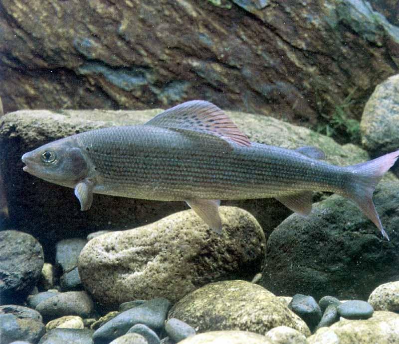 2.INTRODUZIONE 2.1. Origine e diffusione I Temoli appartengono alla famiglia dei salmonidi, che comprende molte specie di pesci d acqua dolce.