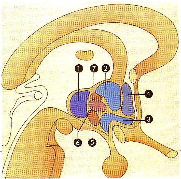 IPOTALAMO Area Posteriore (1) controlla le pulsioni sessuali Area Anteriore (2) e nuclei sovraottici (3) presiedono alla sensazione di sete Nucleo preottico (4) presiede alla